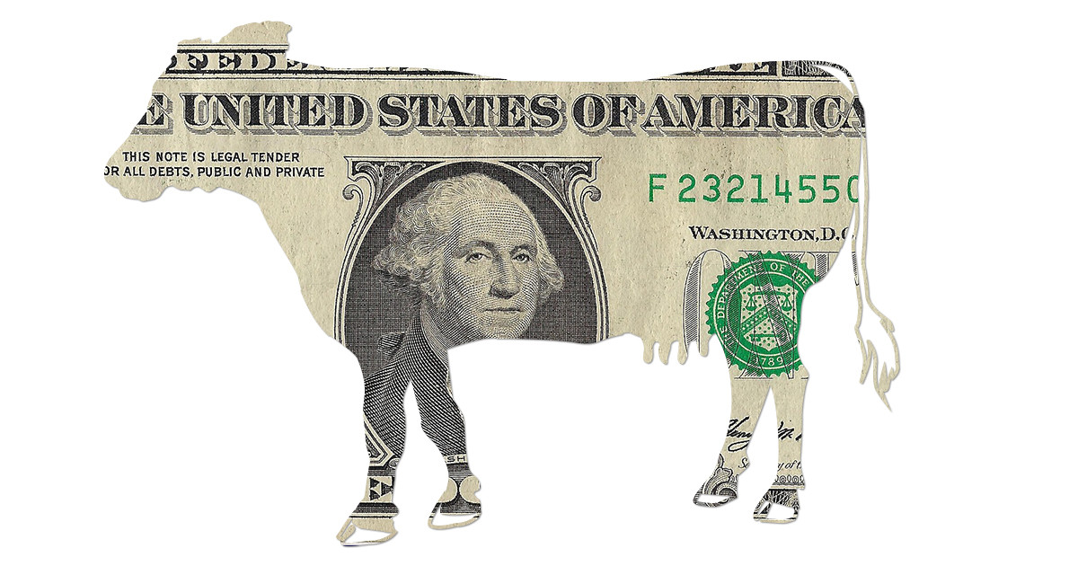 Rich Cartoon Cow